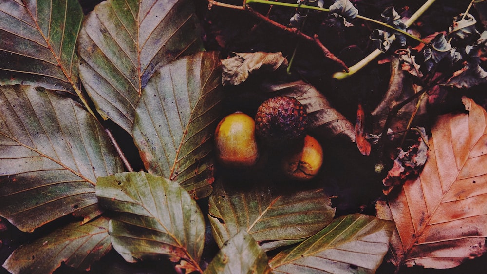 runde Frucht zwischen den Blättern