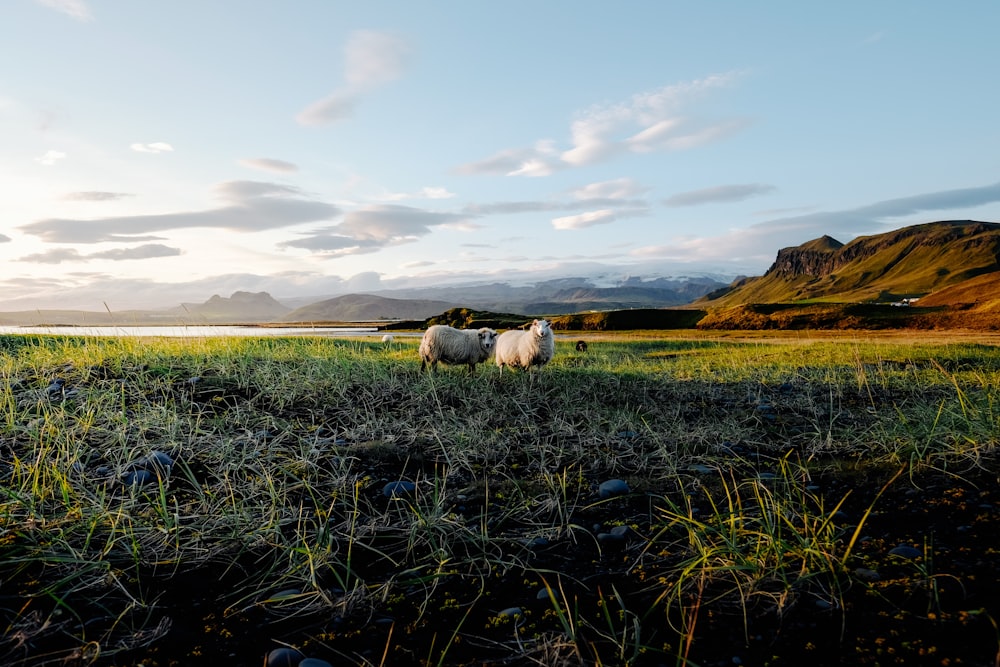 two lamb on grass field near mountain range