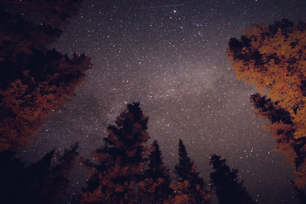 low angle photography of trees during night time