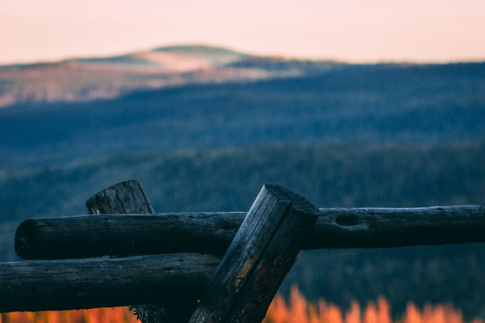 tilt shift lens photography of gray wooden tree log