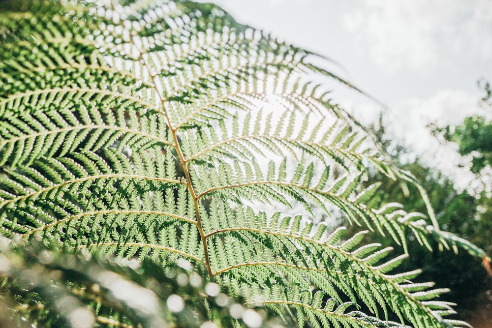 fern plant leaf