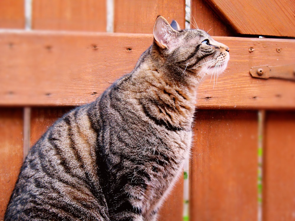 brown tabby cat sitting near wooden board