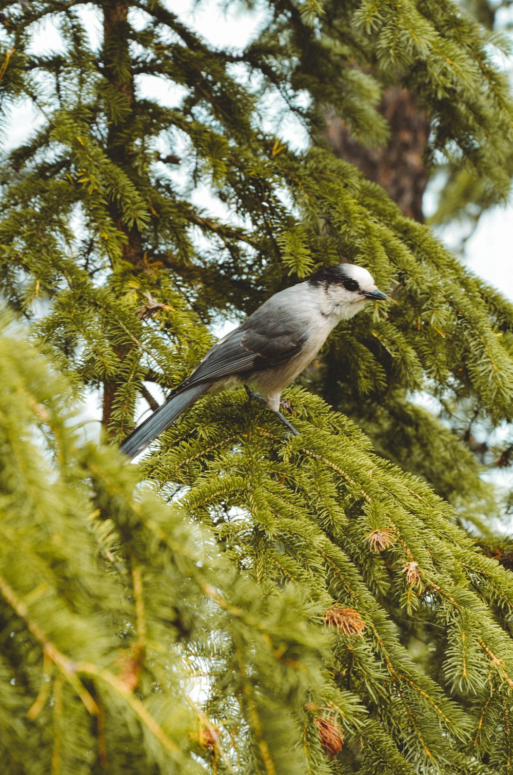 white and black bird on tree during daytime