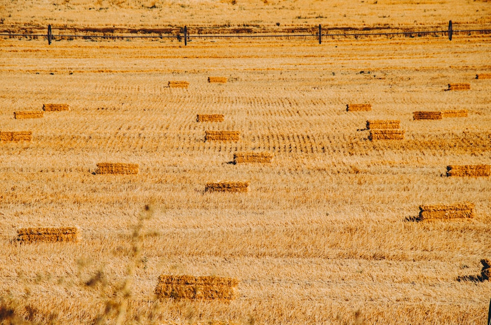 brown dry hay ground
