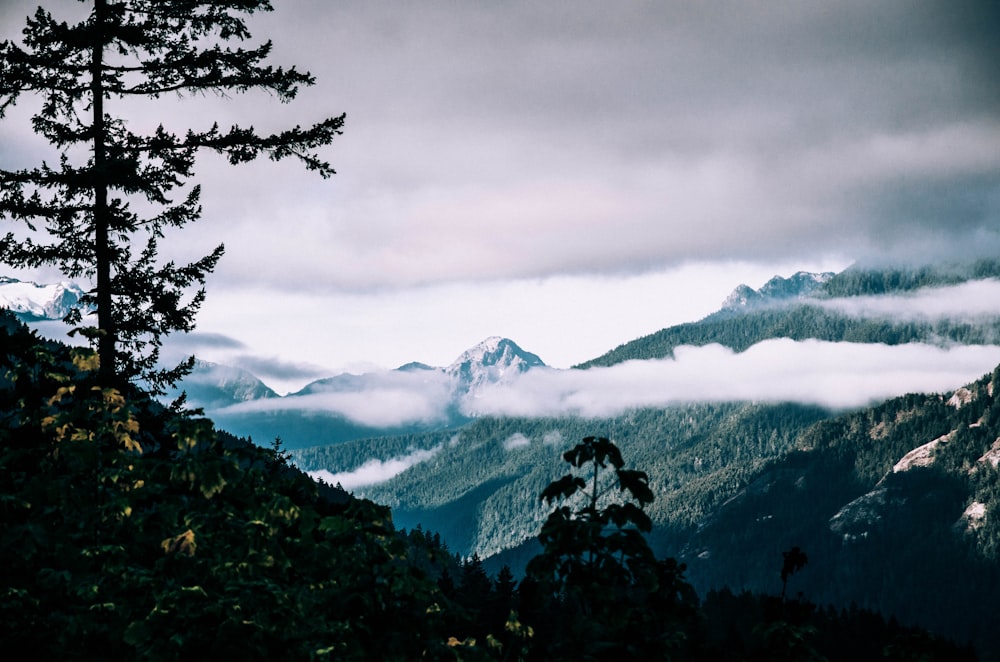 landscape photography of mountains, trees, and fogs