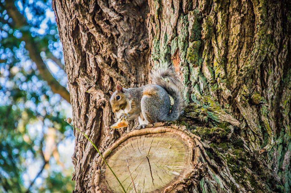 brown rodent on tree trunk