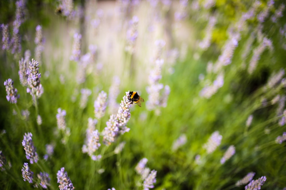 selective focus photography of white petaled flower