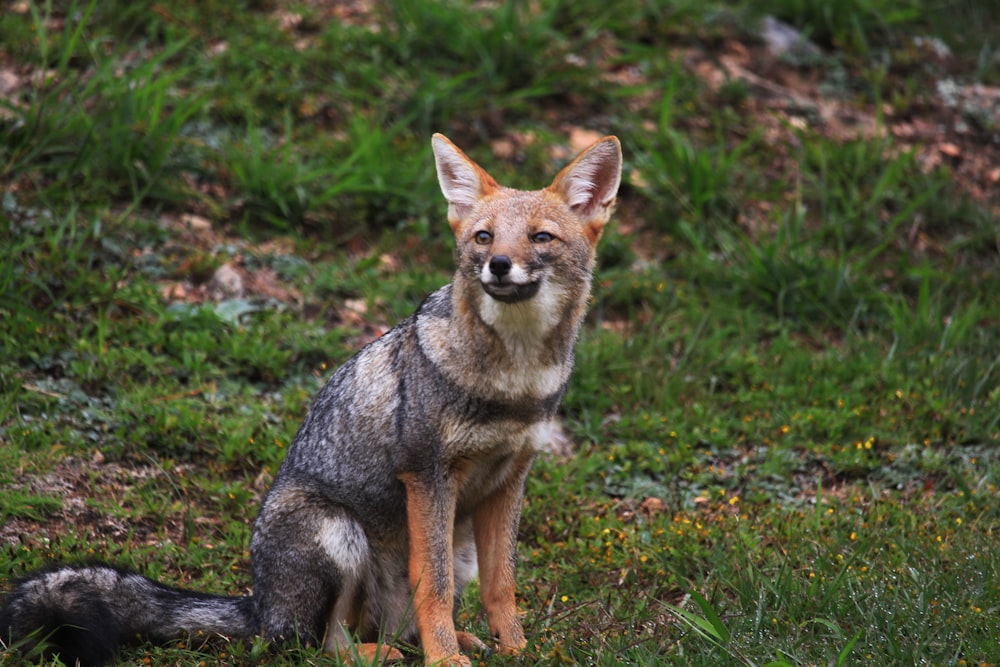 selective focus photography of fox