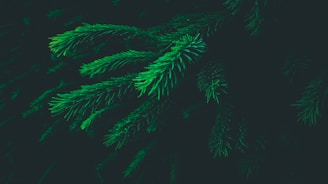 Dark green pine tree branches with needle-like leaves spread across a shadowy background, creating a serene and natural atmosphere.