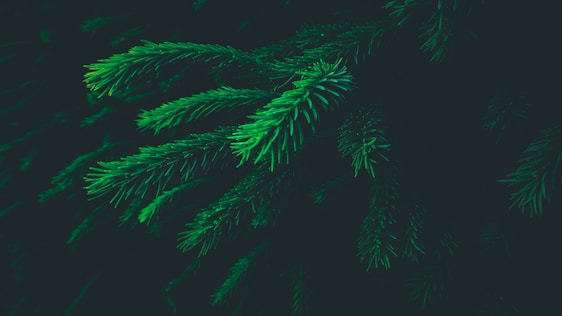 Dark green pine tree branches with needle-like leaves spread across a shadowy background, creating a serene and natural atmosphere.