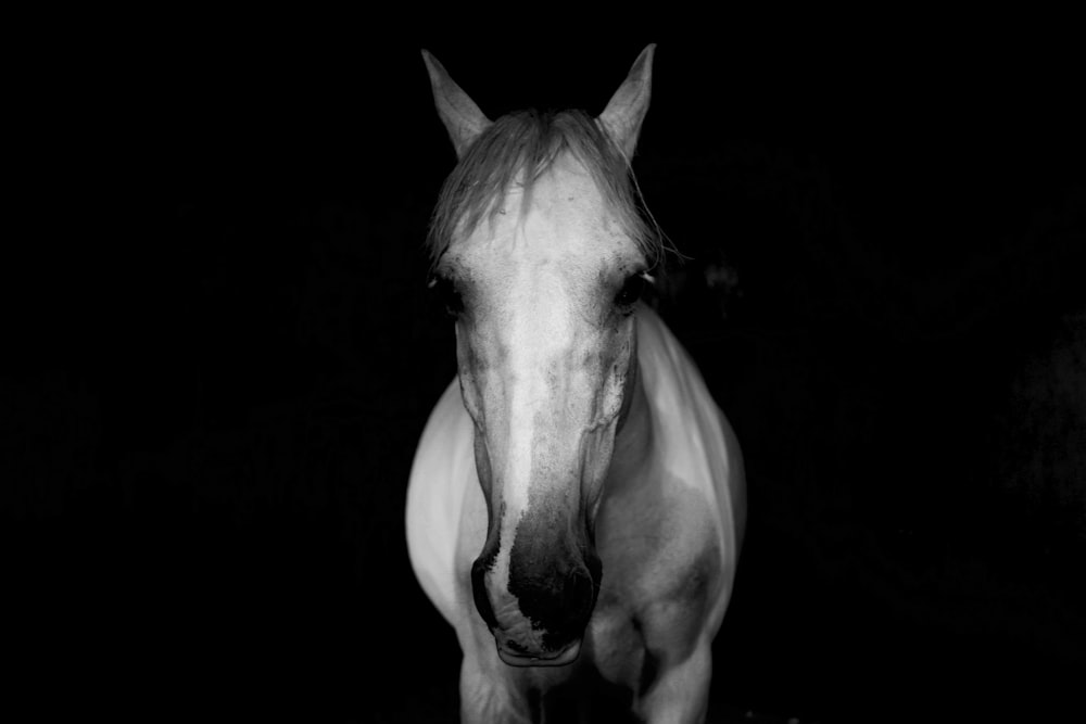 photo of white horse