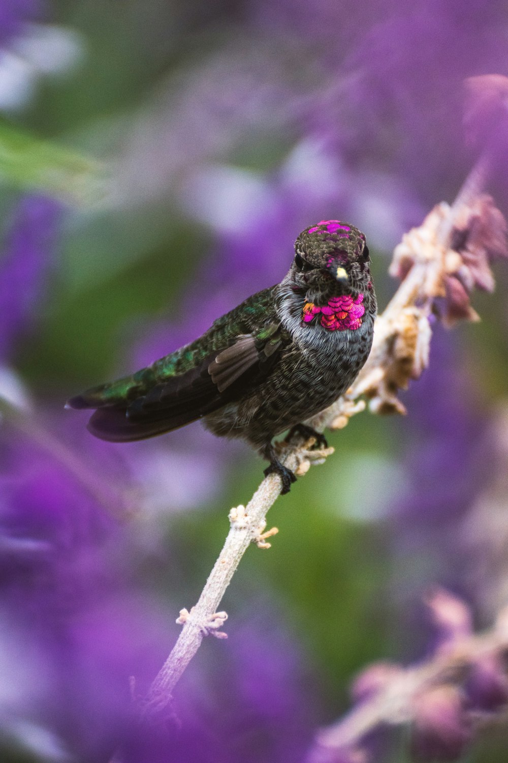 green, white, and purple birds of paradise