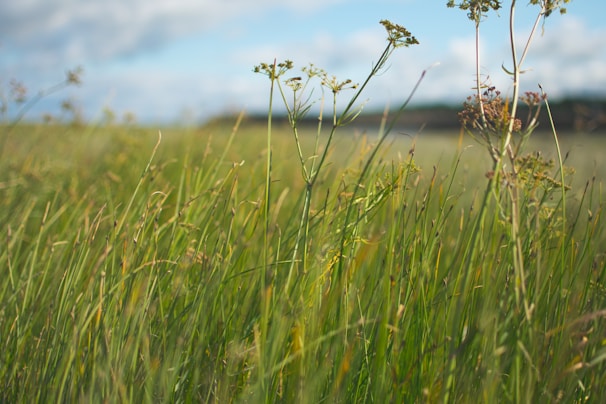 A field of wildflowers swaying softly beneath a bright blue sky.