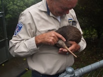 A person wearing a uniform gently holds a kiwi bird. The setting appears to be outdoors, near a fence with greenery in the background. The person is looking at the bird attentively, demonstrating a caring interaction.