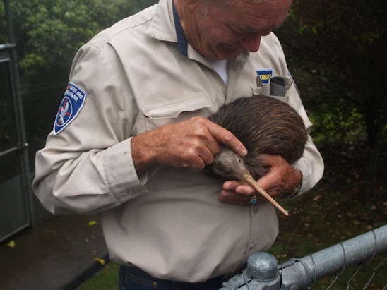 A caring veterinarian gently administering a vaccine to a healthy farm bird in a sunny outdoor setting.
