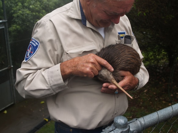 A person wearing a uniform gently holds a kiwi bird. The setting appears to be outdoors, near a fence with greenery in the background. The person is looking at the bird attentively, demonstrating a caring interaction.