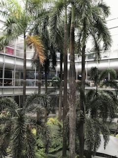 A spacious courtyard framed by minimalist tropical architecture, shaded by swaying palm trees.