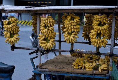 Delivery truck loaded with fresh G9 bananas ready to leave Kolar.