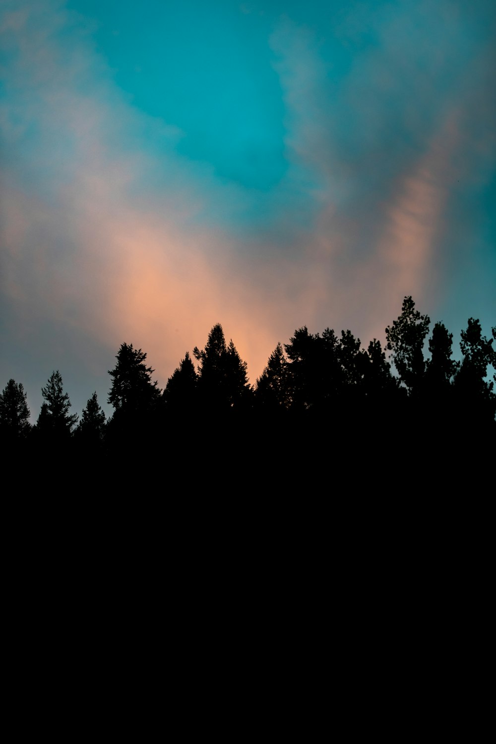 silhouette of trees under white clouds