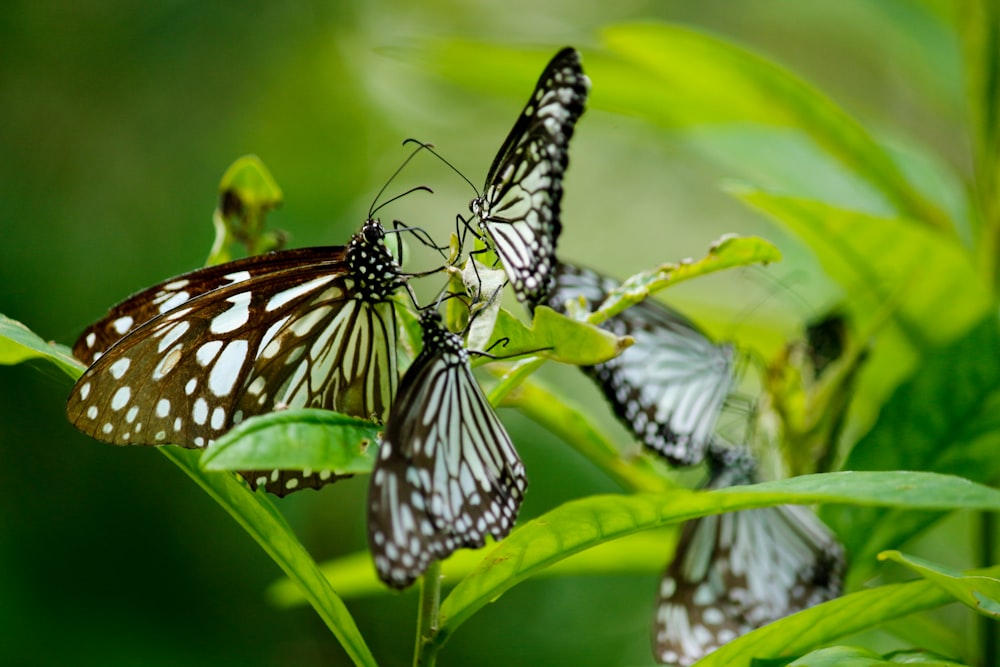 macrofotografia di farfalle