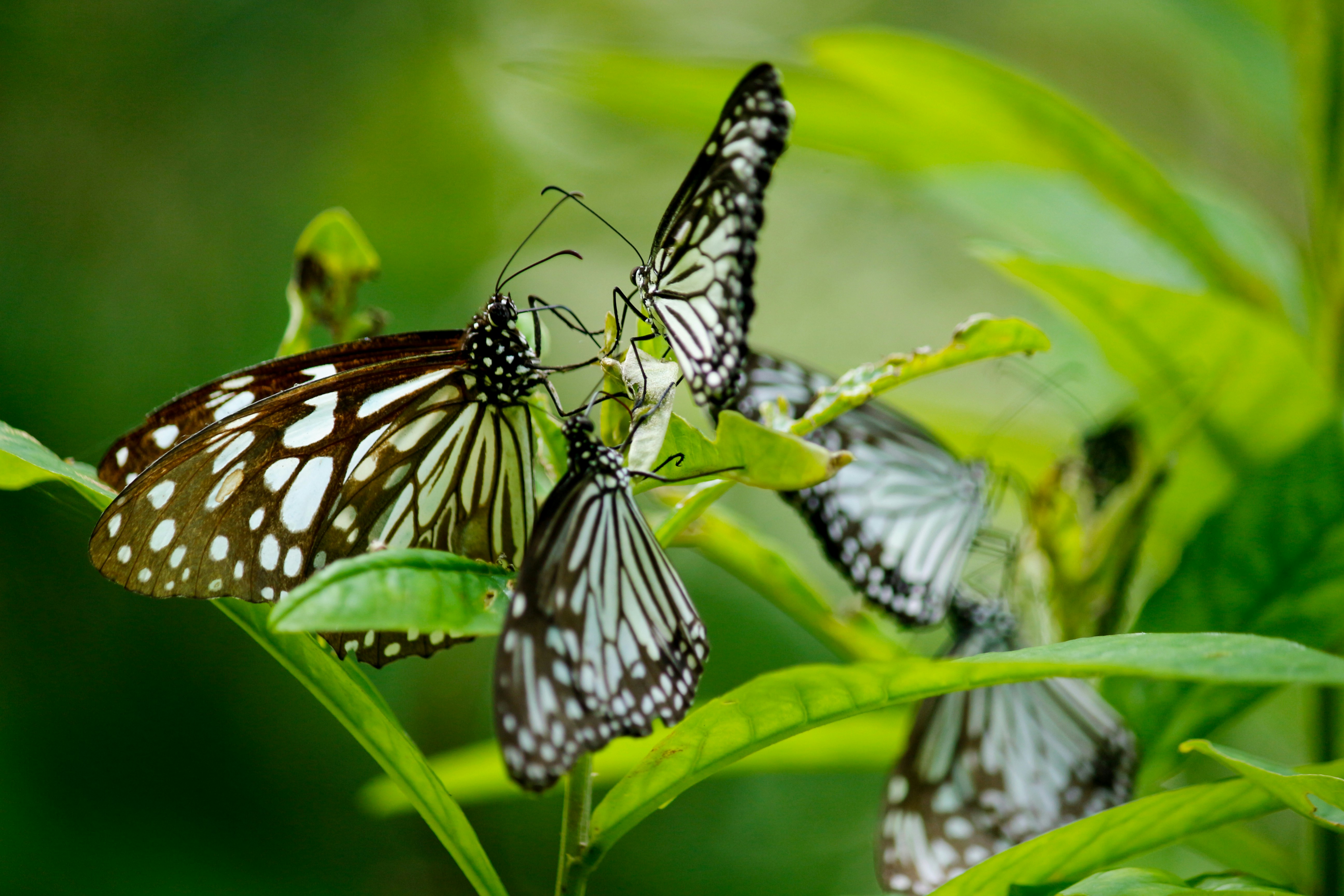 butterflies at Kumarakom