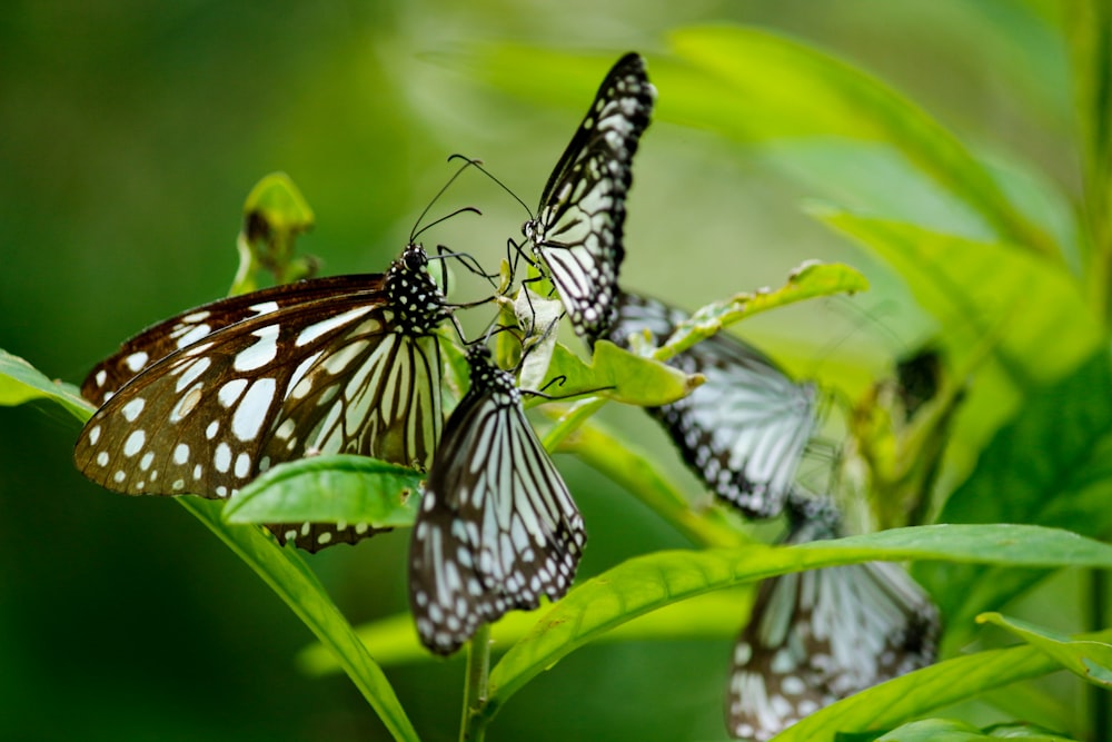 Fotografía macro de mariposas