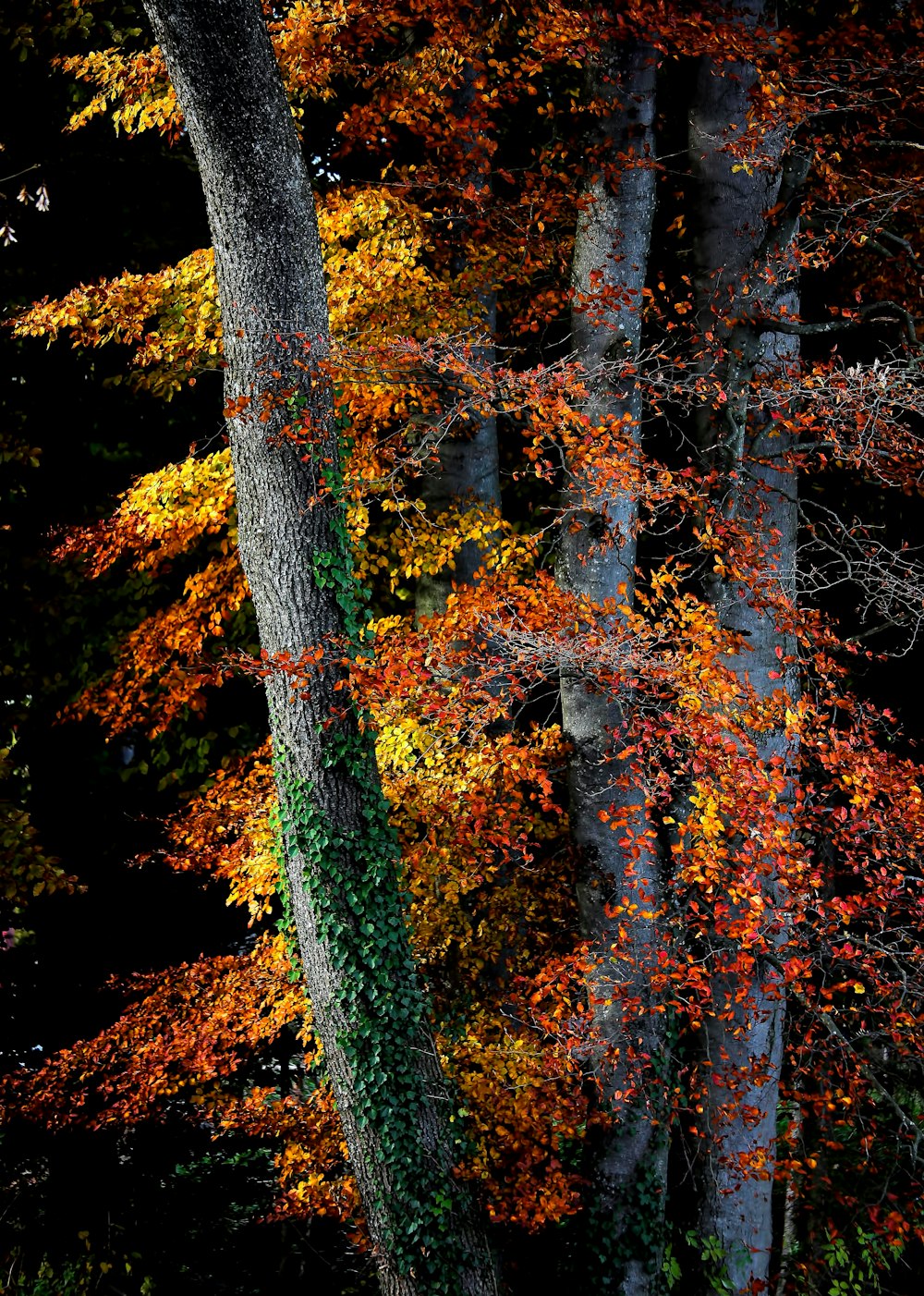 昼間の茶色の葉の木々のクローズアップ写真