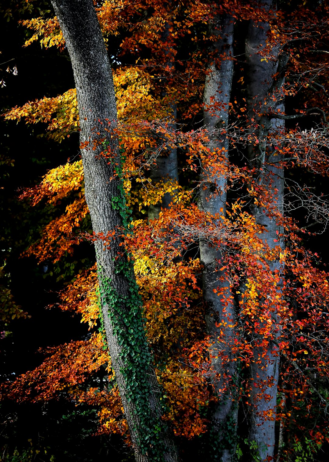 close-up photography o brown leafed trees at daytime