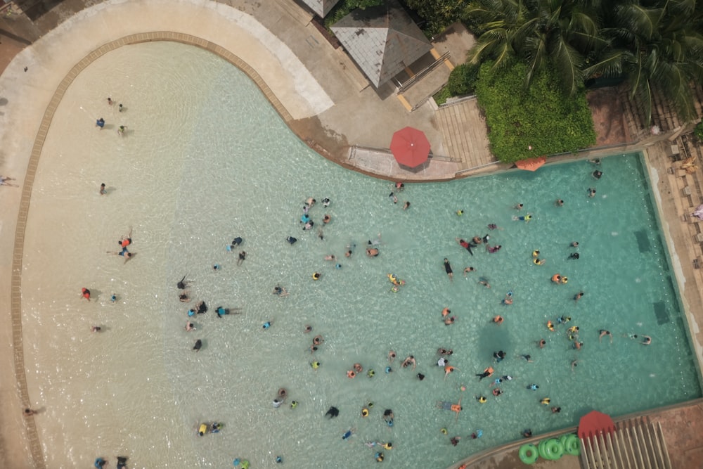 people swimming on pool during daytime