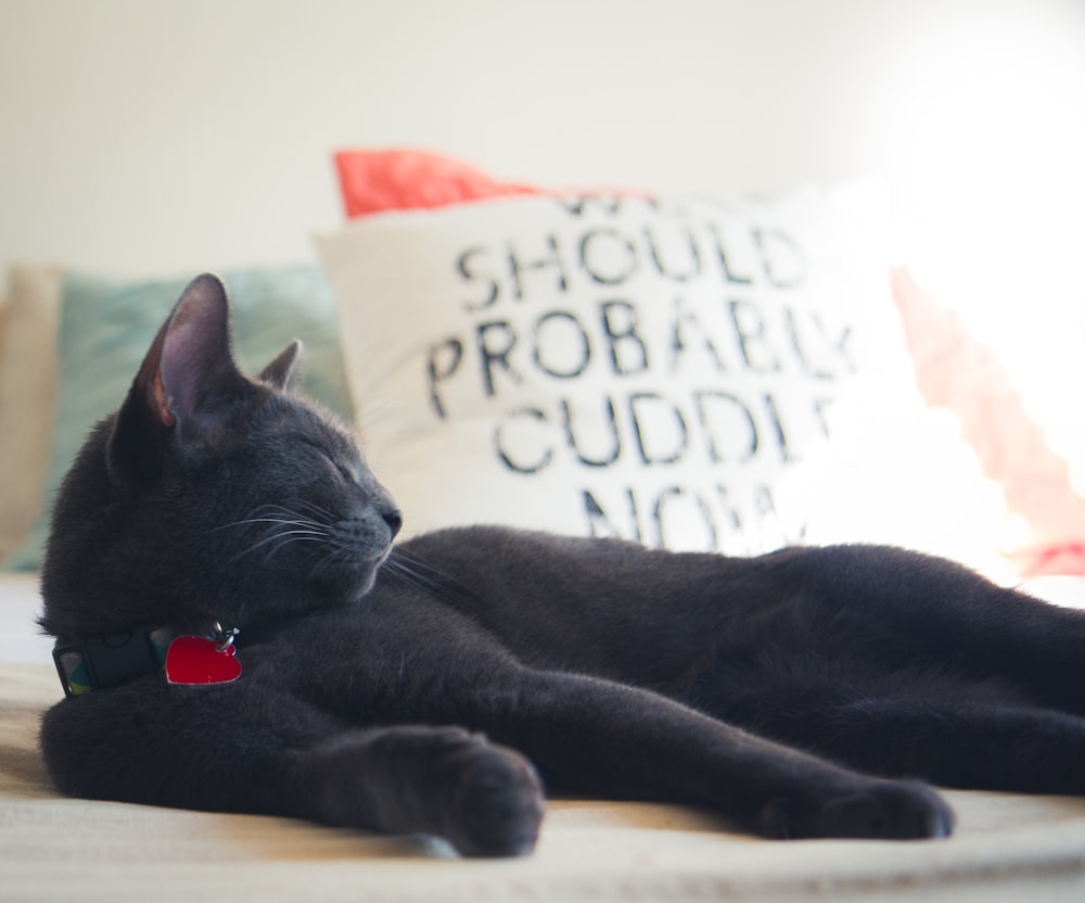 shallow focus photo of black cat