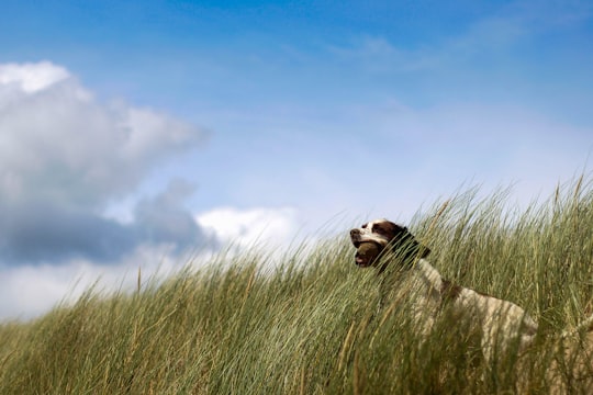 white and black dog surrounded by green grass during daytime in Wales United Kingdom