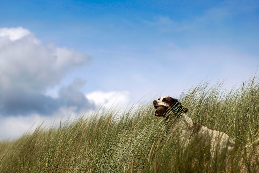 white and black dog surrounded by green grass during daytime