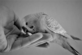 Naomi gently holding a small parrot perched on her finger indoors.