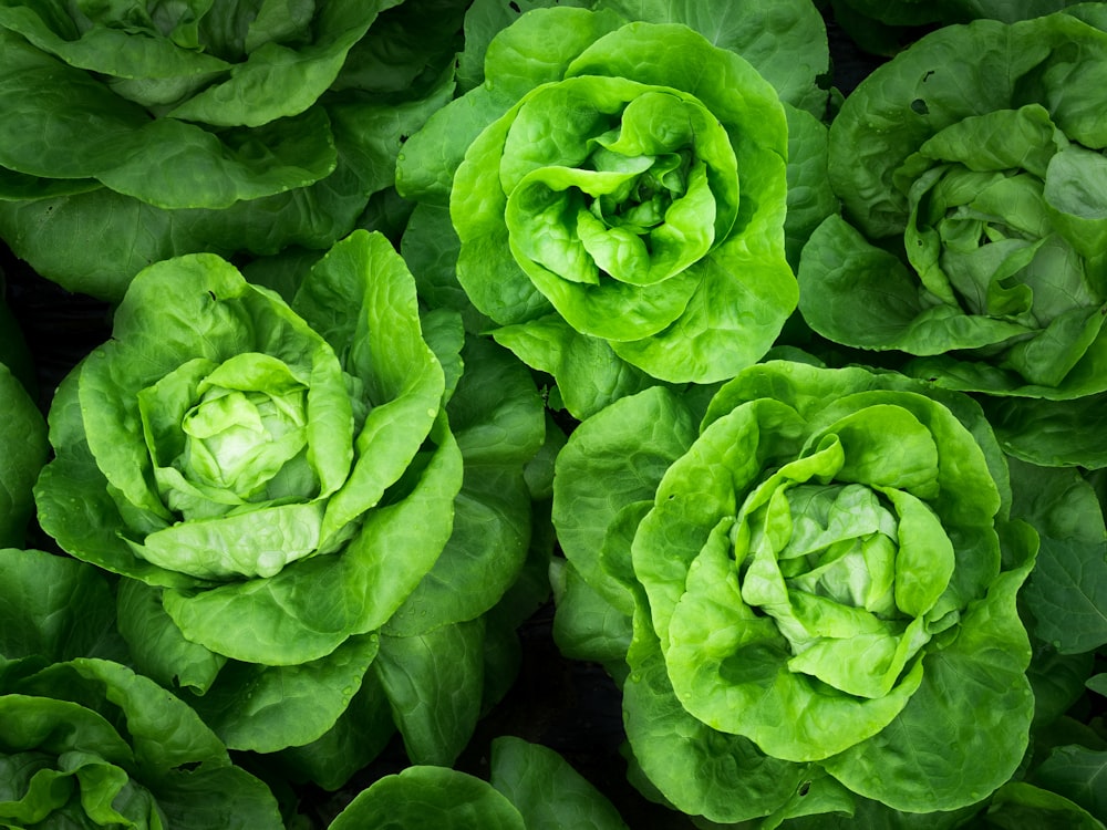 green cabbage lot