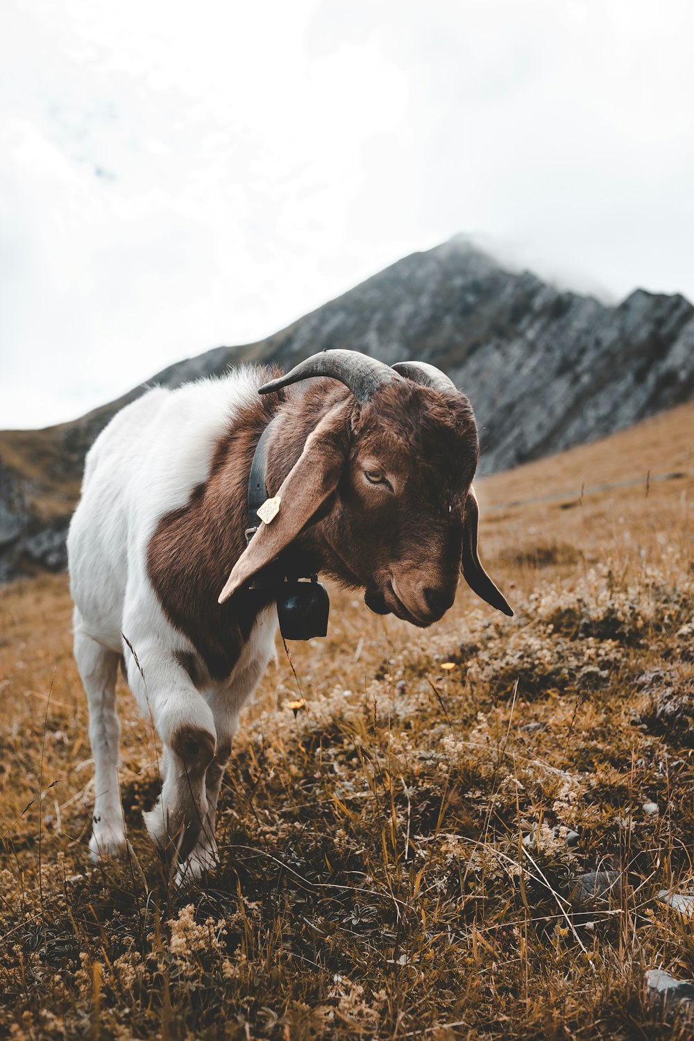 Fotografía de enfoque superficial de cabra en colina