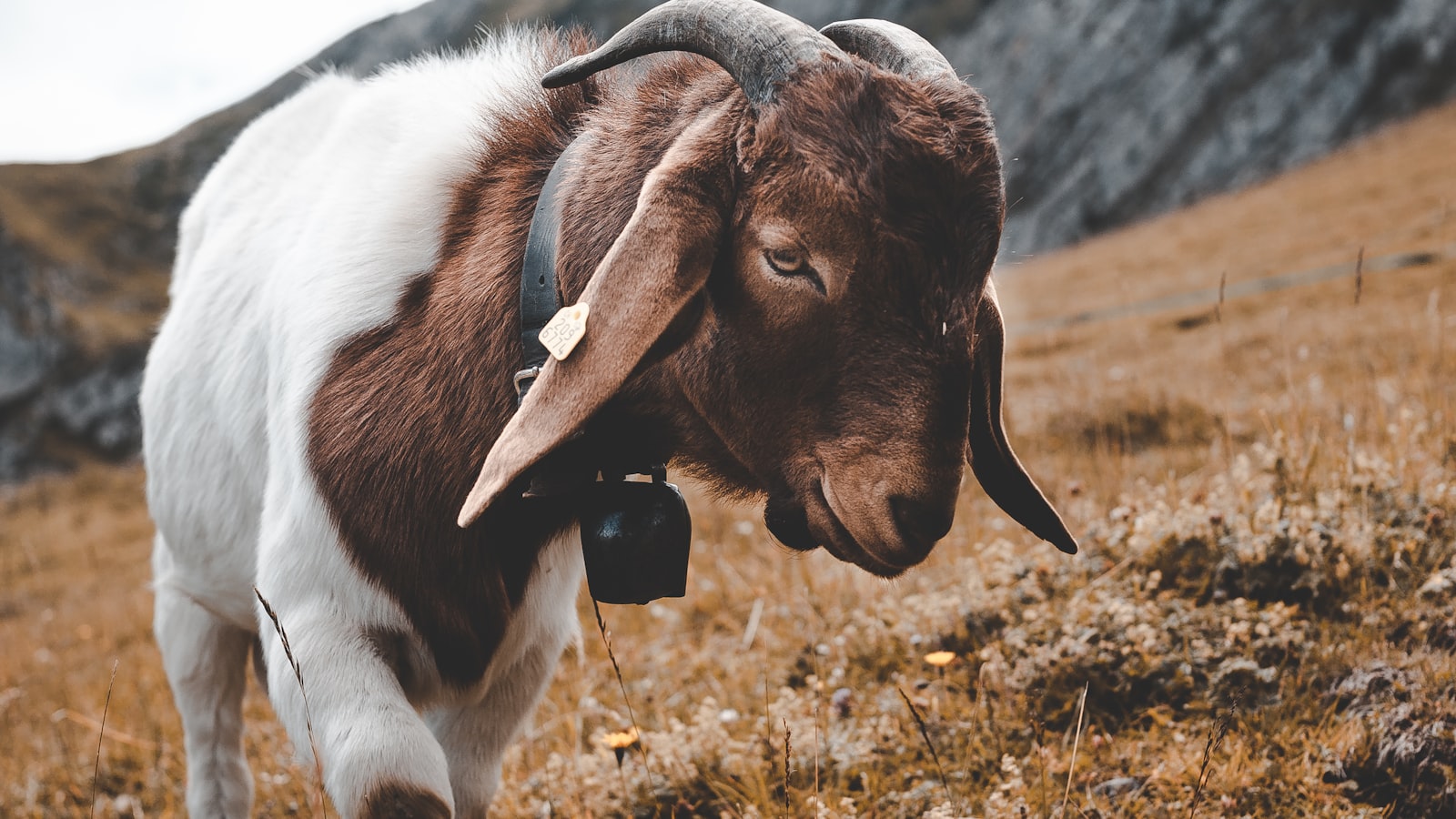 Understanding Goats' Appetite for Tomato Plants: Factors to Consider