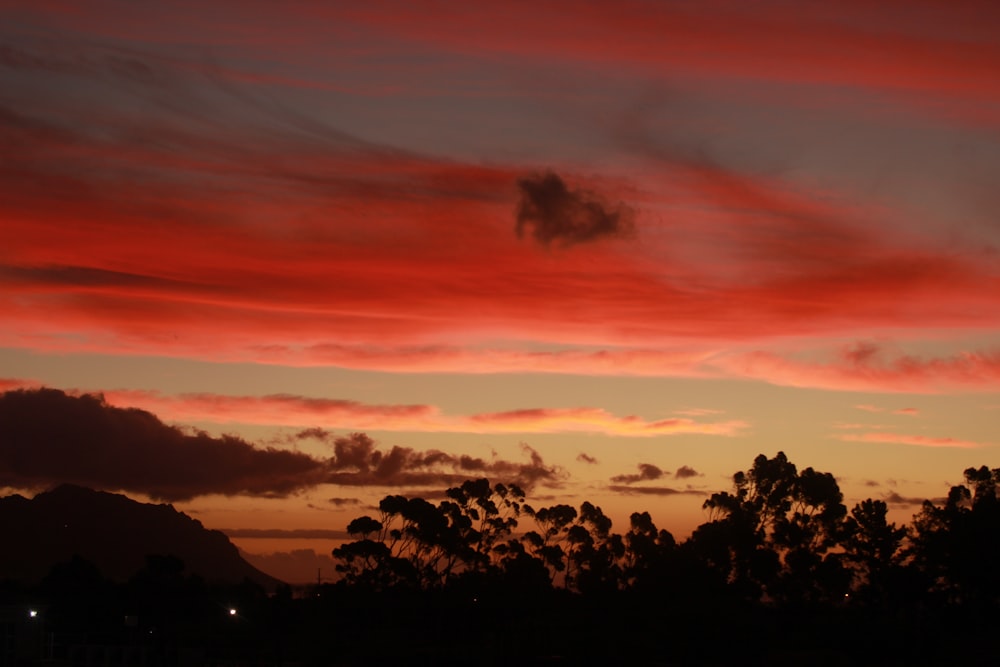 silhouette of trees under red clouds