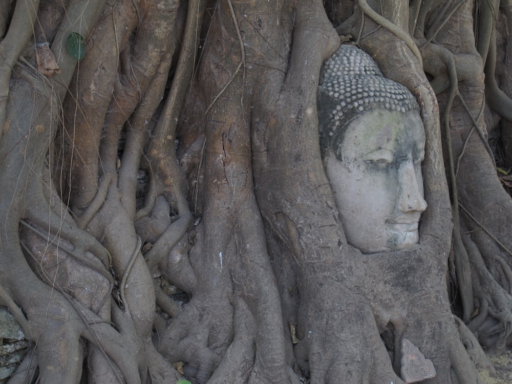 brown tree roots with gray statue