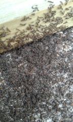 A close-up of ants moving in coordinated patterns across a forest floor, symbolizing swarm intelligence.