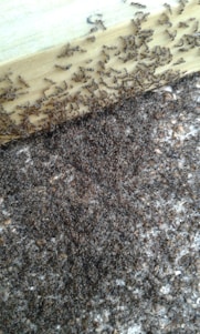 A dynamic swarm of glowing digital ants moving in coordinated patterns across a dark background.