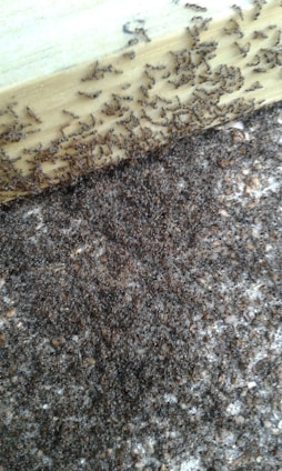 A close-up of ants moving in coordinated patterns across a forest floor, symbolizing swarm intelligence.