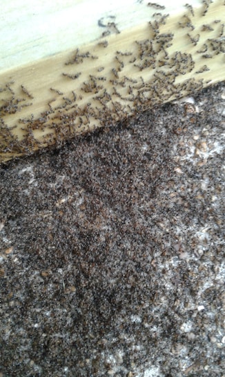 A dynamic swarm of glowing digital ants moving in coordinated patterns across a dark background.