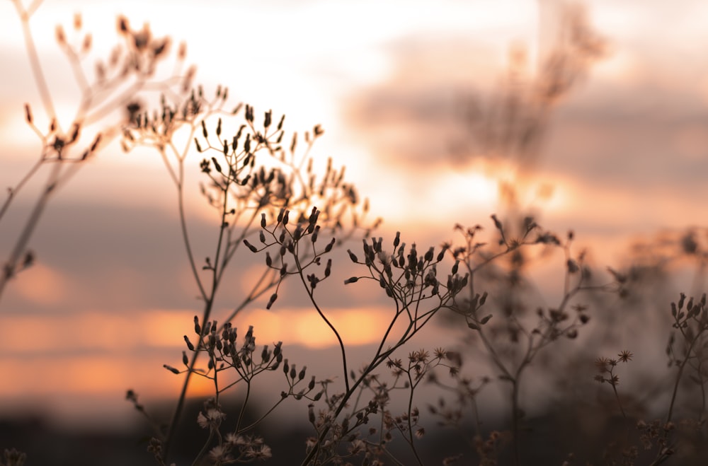 Fotografía de enfoque selectivo de plantas