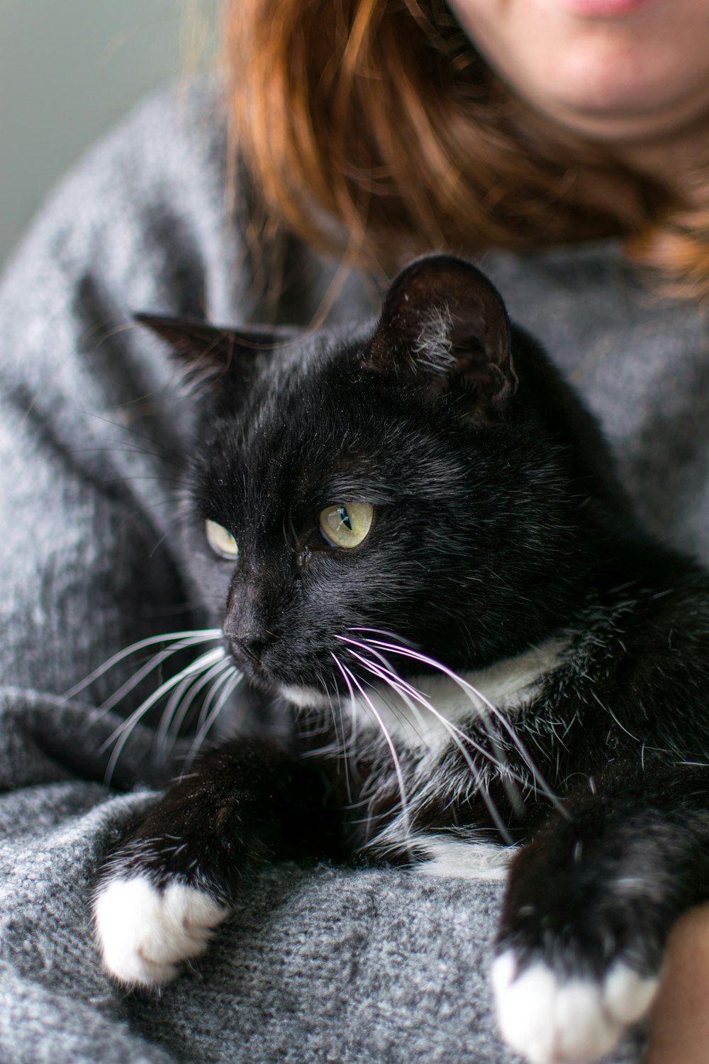 person holding black cat