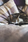 short-fur black cat lying on gray bedspread