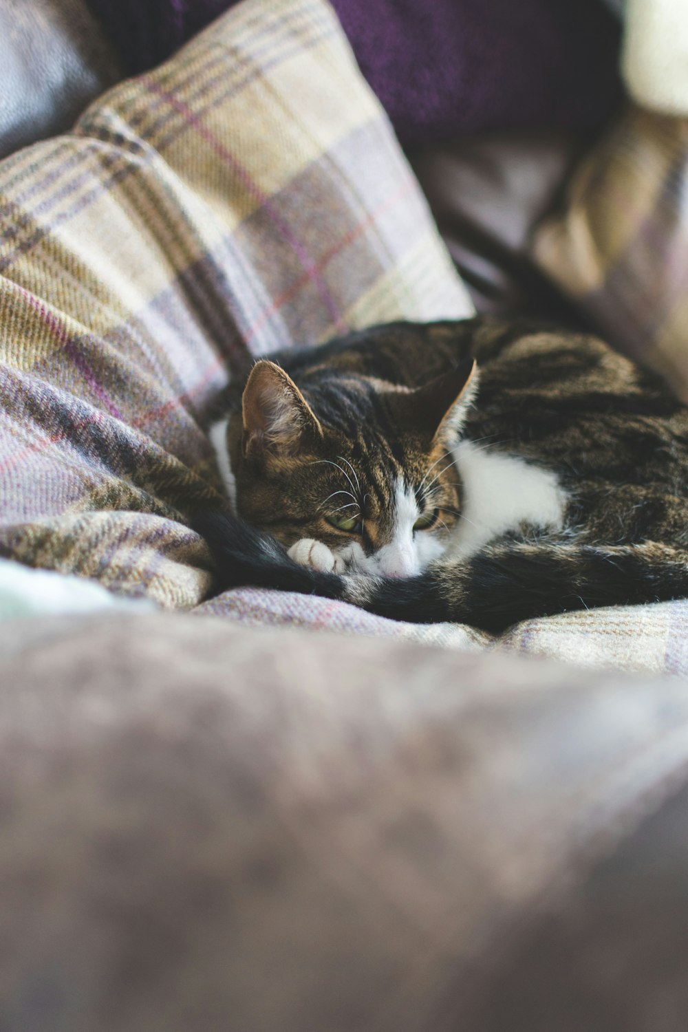 short-fur black cat lying on gray bedspread