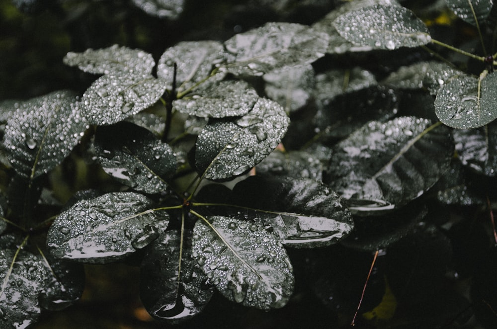 close shot of green leaves