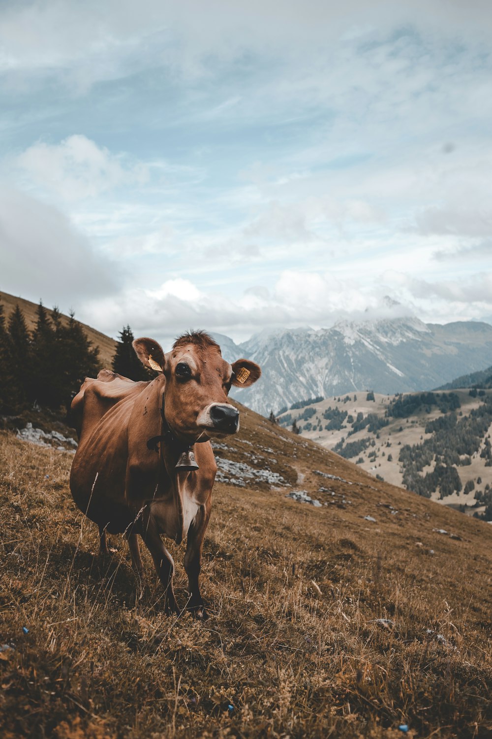 丘の上に立つ茶色の牛