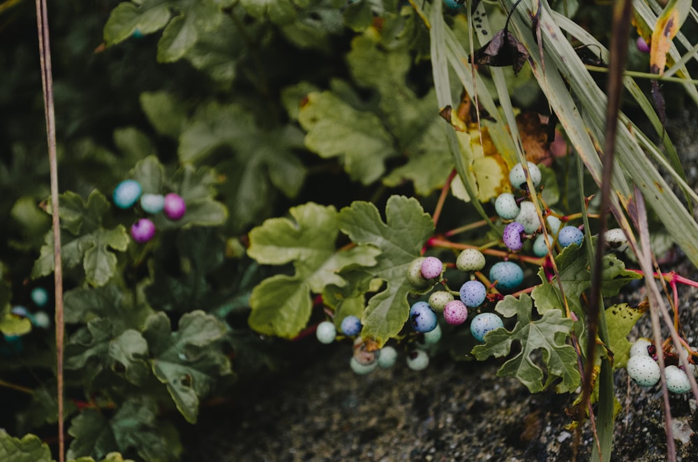 Photographie à mise au point peu profonde de plantes à feuilles vertes avec des fruits