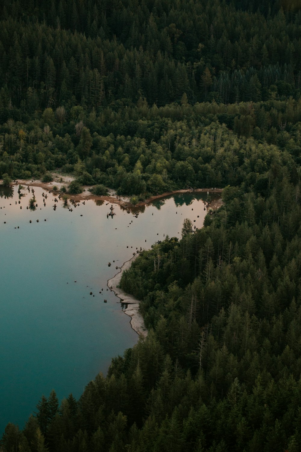 aerial view of green forest near body of water